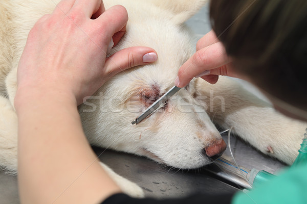 Veterinär- Hund Tierarzt Chirurgie medizinischen Haar Stock foto © simazoran