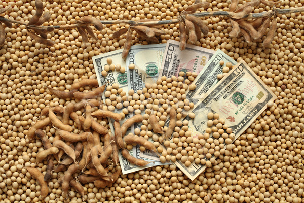 Agricultural concept, soybean and money Stock photo © simazoran