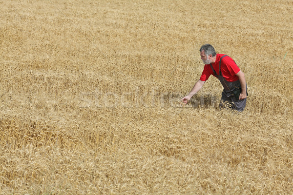 Agricultural scene, farmer or agronomist inspect wheat field Stock photo © simazoran