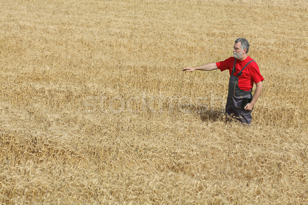 Stock photo: Agricultural scene, farmer or agronomist inspect wheat field
