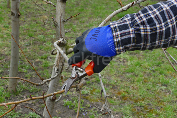 Mezőgazdaság fa gyümölcsös almafa közelkép kéz Stock fotó © simazoran