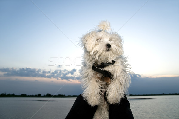 Maltese dog Stock photo © simazoran