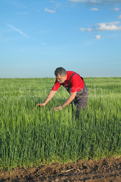 Agriculture, farmer examine wheat field Stock photo © simazoran