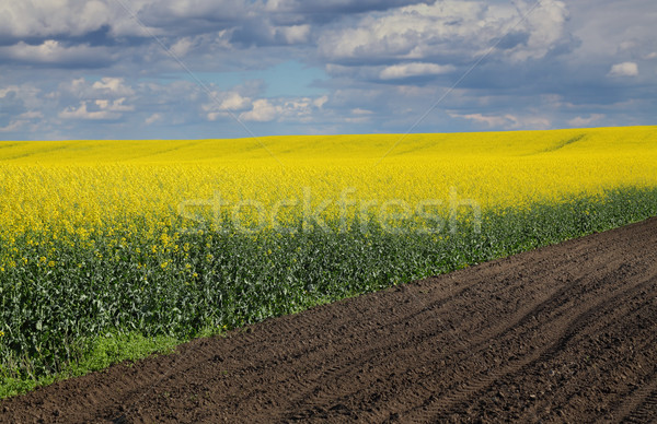 Blooming canola field in spring Stock photo © simazoran