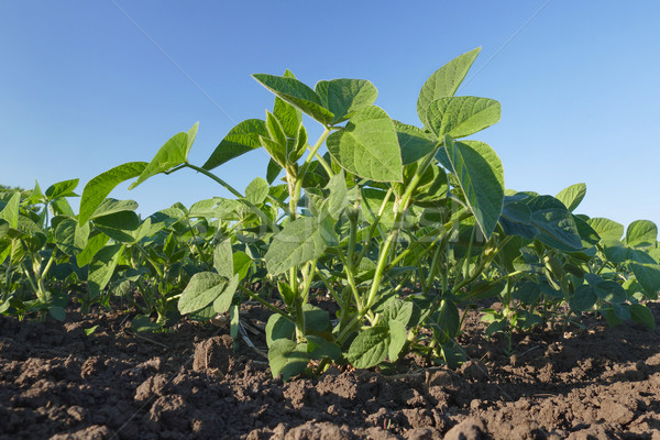 Stock photo: Soy plant in field, closeup