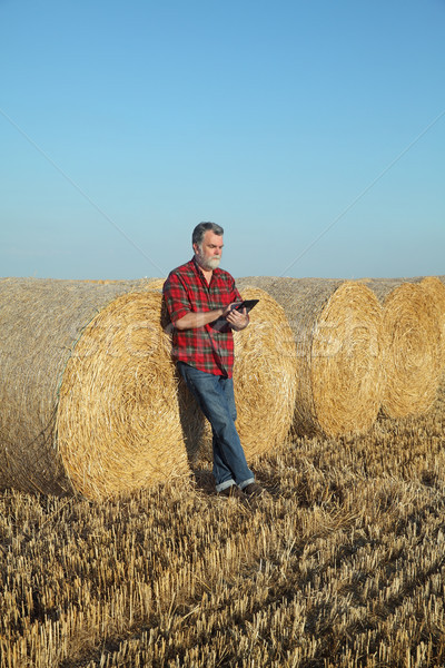 Foto stock: Agricultor · examinar · campo · de · trigo · cosecha · tableta · paca