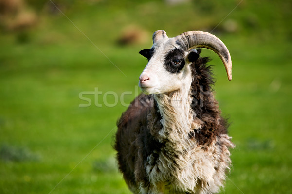 Sheep Ram Stock photo © SimpleFoto