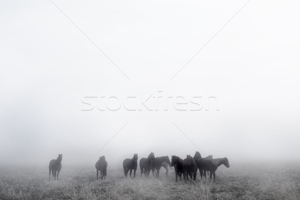 Prerie cai cetos zi iarnă fum Imagine de stoc © SimpleFoto