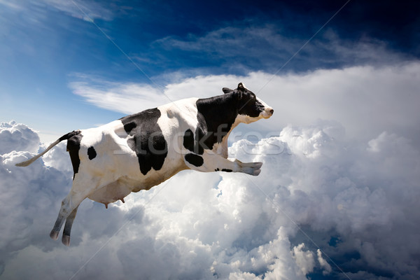 Flying Cow Stock photo © SimpleFoto