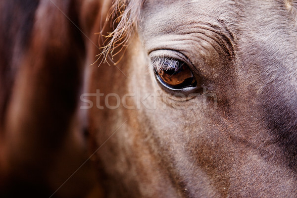 Horse Eye Detail Stock photo © SimpleFoto