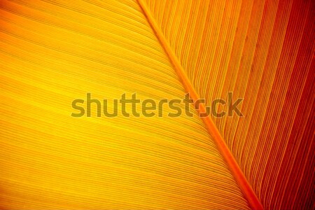 Large Leaf Background Stock photo © SimpleFoto