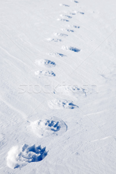 Polar Bear Tracks Stock photo © SimpleFoto