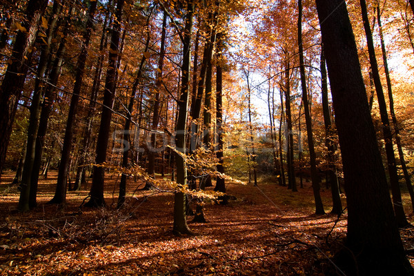 Ciemne jesienią lasu romantyczny złoty czerwony Zdjęcia stock © SimpleFoto