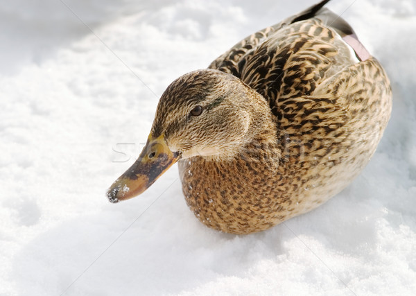 Female Mallard Duck Stock photo © SimpleFoto