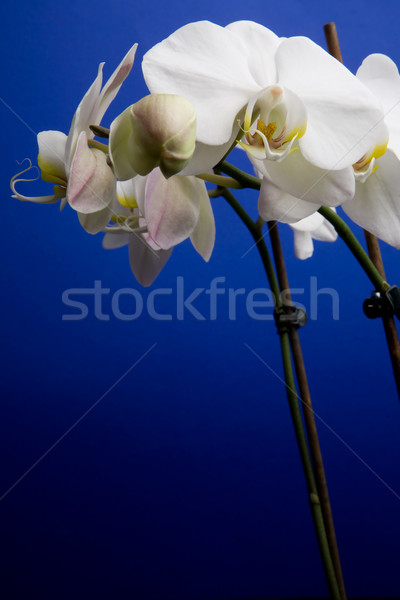 White Orchid Stock photo © SimpleFoto