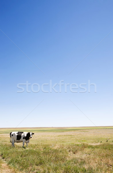 Copy Space Cow Stock photo © SimpleFoto