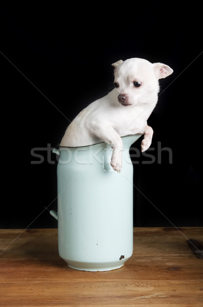 Worried Chihuahua Stock photo © SimpleFoto