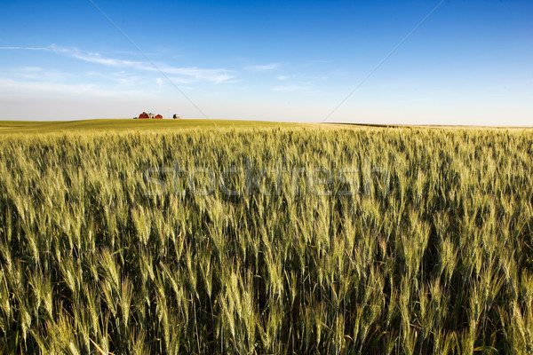 Prärie Ackerland Landschaft Weizen Bauernhof Horizont Stock foto © SimpleFoto