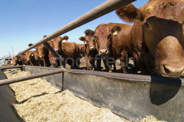 Feeding Bunks Stock photo © SimpleFoto