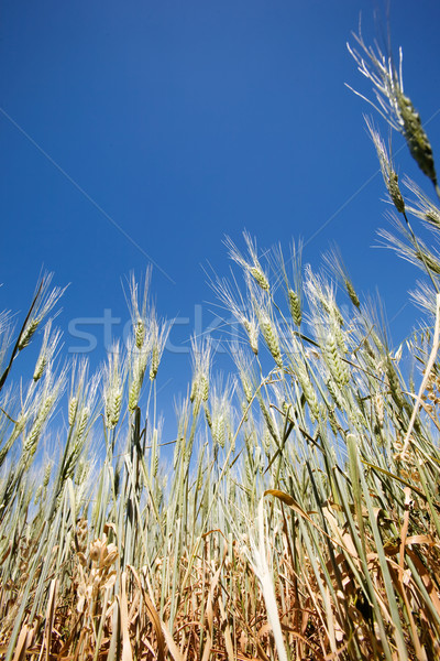 Wheat Detail Stock photo © SimpleFoto