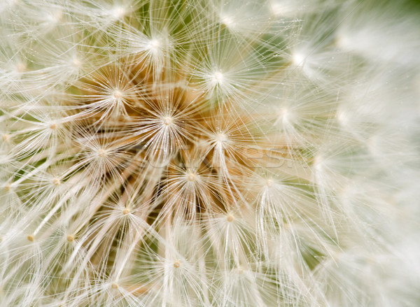 Dandelion Seed texture Stock photo © SimpleFoto