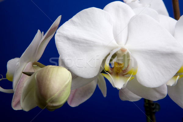 White Orchid Stock photo © SimpleFoto