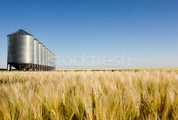 Prairie Harvest Landscape Stock photo © SimpleFoto