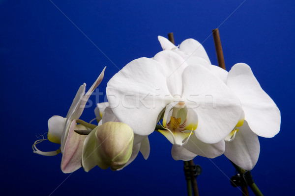 Moon Orchid Stock photo © SimpleFoto
