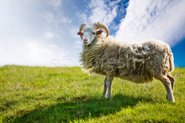 Sheep Stock photo © SimpleFoto