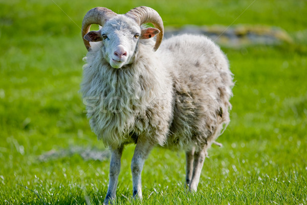 Sheep with Horns Stock photo © SimpleFoto