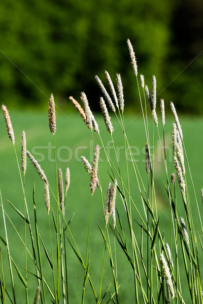 Wild Grass Background Stock photo © SimpleFoto