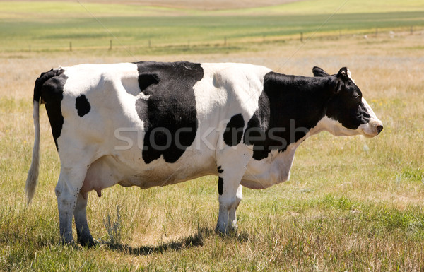 Tehén áll fű néz kamera ravasz Stock fotó © SimpleFoto