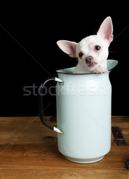 Sad Chihuahua Stock photo © SimpleFoto