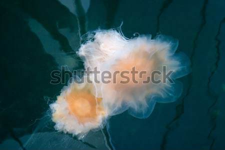 Qualle weiß schwimmend Natur Ozean grünen Stock foto © SimpleFoto