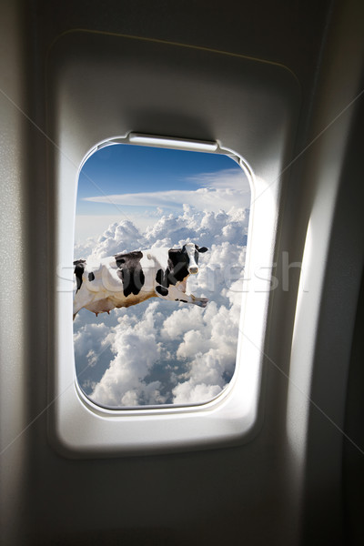 Foto stock: Voador · vaca · fora · avião · janela · luz