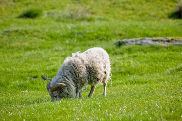 Grazing Sheep Stock photo © SimpleFoto