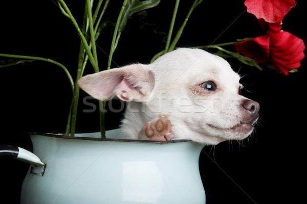 Chihuahua Stock photo © SimpleFoto