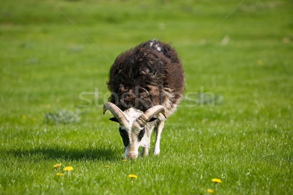 Grazing Sheep Stock photo © SimpleFoto