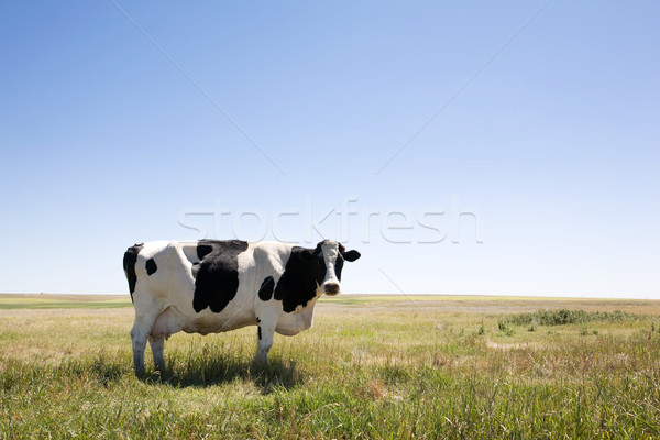 Espace de copie vache permanent ciel herbe [[stock_photo]] © SimpleFoto