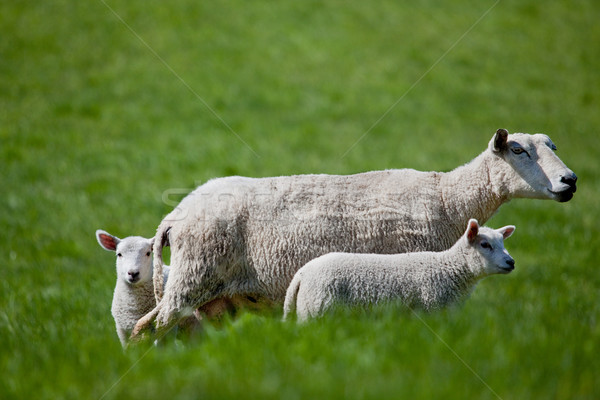 Ewe with two Lambs Stock photo © SimpleFoto