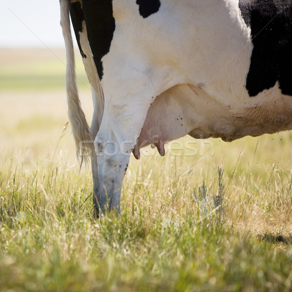 Cow Swatting Flies Stock photo © SimpleFoto
