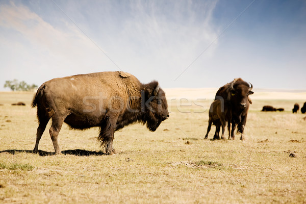 Bison stehen Boden Natur Landschaft Kuh Stock foto © SimpleFoto
