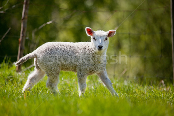 Foto stock: Primavera · cordeiro · verde · olhando · câmera