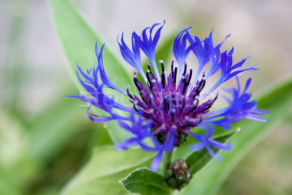 Fiore blu set verde foglia blu tigre Foto d'archivio © SimpleFoto