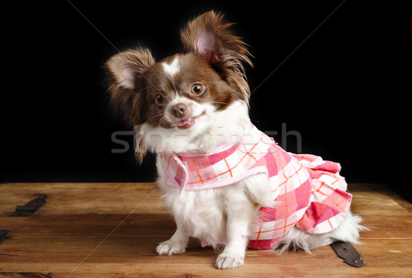 Pregnant Chiwawa Stock photo © SimpleFoto