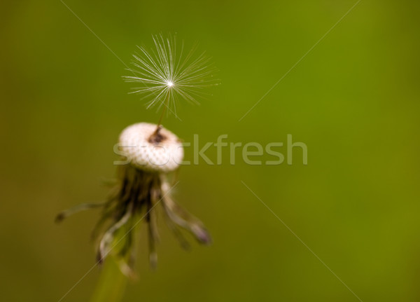 Dandelion Seed Stock photo © SimpleFoto