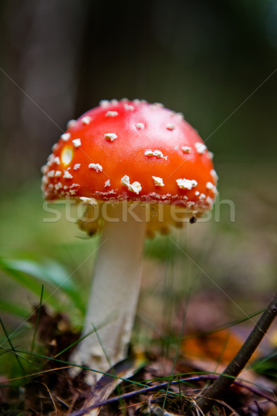 Stock photo: Magic Mushroom