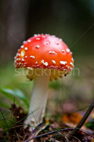 Magic Mushroom Stock photo © SimpleFoto