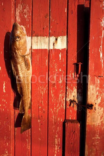 Fish Stock photo © SimpleFoto