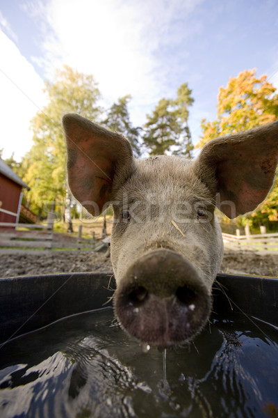 Disznó víz tál iszik locsol boldog Stock fotó © SimpleFoto